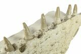 Mosasaur Jaw Section with Six Teeth - Morocco #270885-2